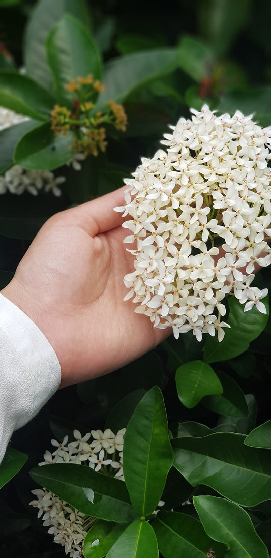 Five Health Benefits You Never Expected From Jasmine Essential Oils